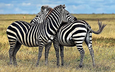 இயற்கையைத் தேடும் கண்கள் 20: அது ஒரு ‘வரி’ தழுவல் அல்ல!