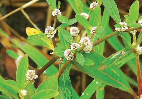 மூலிகையே மருந்து 20: நலம் கூட்டும் ‘பொன்!’