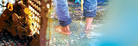 எலிக்காய்ச்சல் அபாயம்: எச்சரிக்கை அவசியம்!