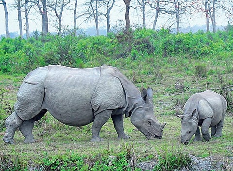 இயற்கையைத் தேடும் கண்கள் 21: ‘மணம்’ விரும்புதே உன்னை…