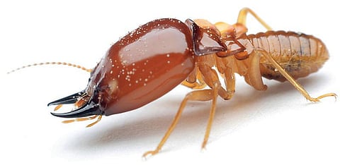 தொட்டனைத்து ஊறும் அமிழ்தம் 98: ‘மண்ணாத’ மன்னர்கள்