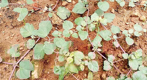 மூலிகையே மருந்து 22: மூக்கிரட்டை... நலத்துக்கான ராஜபாட்டை!