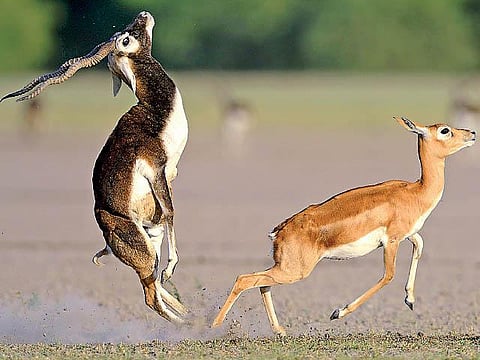 இயற்கையை தேடும் கண்கள் 23: வம்புக்கு இழுக்காத கொம்பு!