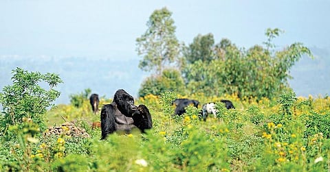 இது எந்த நாடு? 80: நதியின் பெயரே நாட்டின் பெயர்!