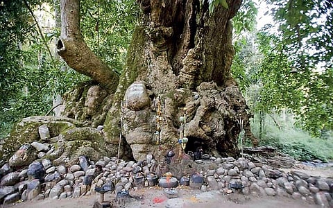 புலிகளைப் பாதுகாக்குமா பணம்?