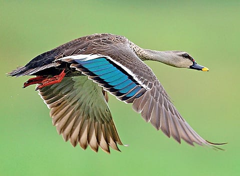 இயற்கையைத் தேடும் கண்கள் 23: தண்ணீரில் தூங்கும் வாத்து