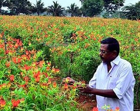 தமிழகத்தில் குளோரியோசா சூபர்பா பூஞ்செடி சாகுபடி: பூத்துக்குலுங்கும் விவசாயிகள் வாழ்க்கை