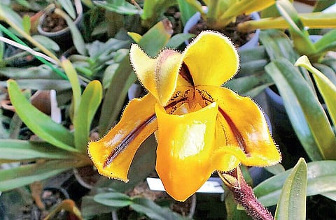 வானகமே இளவெயிலே மரச்செறிவே 15: மாய மலரைத் தேடி...