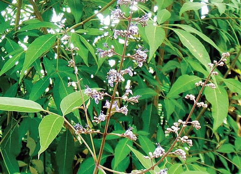 மூலிகையே மருந்து 27: உச்சி முகர வைக்கும் நொச்சி