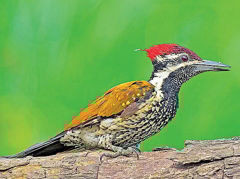 இயற்கையைத் தேடும் கண்கள் 24: அஞ்சல் கொத்திப் பறவை