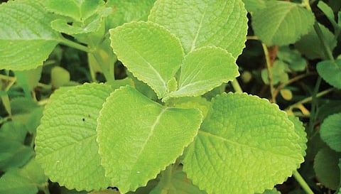 மூலிகையே மருந்து 28: ஆரோக்கியத்தின் ‘கற்பூரம்!’