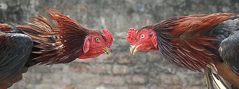 சேவல் கொடி 05: முன்னோடி தென்னிந்தியச் சேவல்கள்