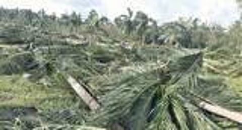 பறிபோன தென்னம்பிள்ளைகள்; நொடிந்த நூறாண்டு வாழ்வாதாரம்: கதறும் விவசாயிகள்