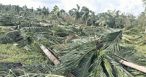 தென்னை, மா, பலா மரங்கள் முழுவதும் நாசமானதால் விவசாயிகள் விரக்தி