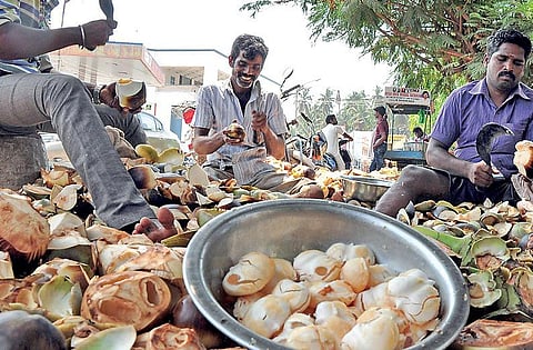 கற்பக தரு 29: தித்திக்கும் இளநீர்ப் பானம்