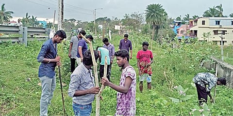 புயலின்போது விழுந்தமரங்களை மீண்டும் வளர்த்தெடுக்க என்ன செய்ய வேண்டும்: தன்னார்வ அமைப்பு அறிவுரை