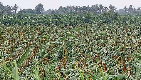 மாணவர்கள் களமிறங்கினால் வாழையை காப்பாற்றலாம்: வேளாண் விஞ்ஞானி பரசுராமன் யோசனை