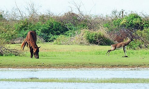 ‘கஜா’வோடு போன காட்டுயிர்கள்..!