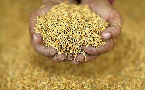 பஞ்சம் போக்கிய நெல் ரகம்