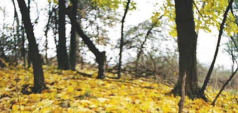 ஓஷோ சொன்ன கதை: பொன் இலைகள் எங்கே?