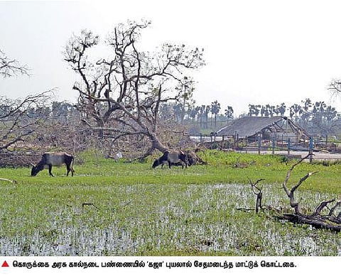 புயலால் கொருக்கை அரசு கால்நடை பண்ணை சேதம்
மாட்டுக் கொட்டகைகள் சூறை; 9 கால்நடைகள் உயிரிழப்பு