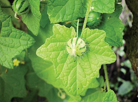 மூலிகையே மருந்து 34: மழைக்கால மூக்குக்கு முசுமுசுக்கை..!