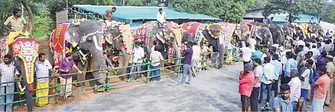ஷவர் குளியல், நடைபயிற்சி, சத்தான உணவு:மேட்டுப்பாளையம் புத்துணர்வு முகாமில் குதூகலிக்கும் யானைகள்