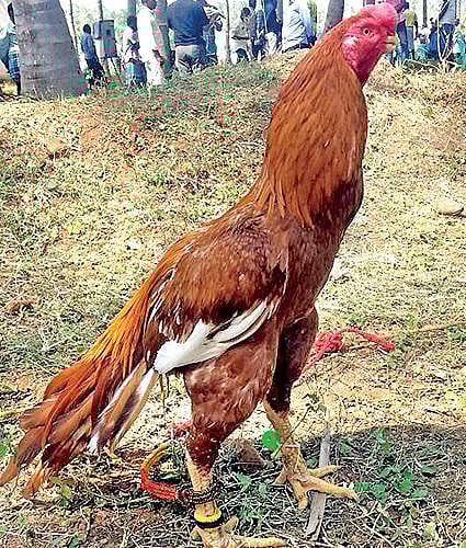 சேவல் கொடி 11: லட்சத்துக்கு விலைபோகும் சேவல்