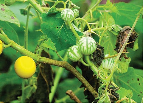 மூலிகையே மருந்து 36: நோய்களைக் கொய்யும் ‘கத்திரி!’