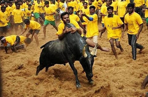 ஜல்லிக்கட்டில் உயிரிழப்பவர்களுக்கு இழப்பீடு வழங்குவது அரசா? அமைப்பா?- தமிழக அரசுக்கு உயர் நீதிமன்றம் கேள்வி