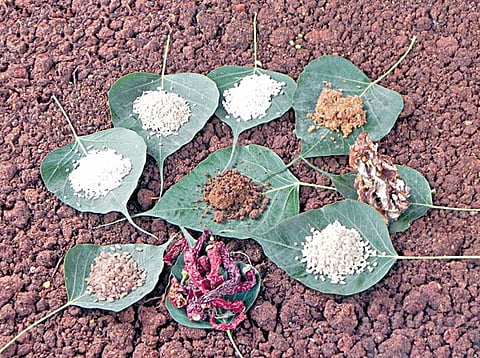 நாம் இழந்த பொக்கிஷ விதைகள்