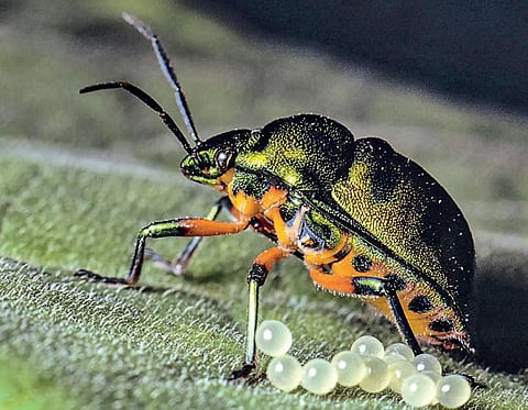 வானகமே இளவெயிலே மரச்செறிவே 20: உலகம் அங்கீகரித்த ஒளி ஓவியர்