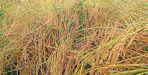 புத்தரிசிப் பொங்கல் போகி ஆனதோ