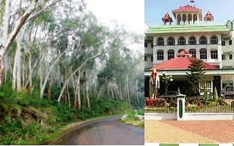 சுற்றுச்சூழலுக்கு அபாயத்தை ஏற்படுத்தும் யூகலிப்டஸ், ஓக் மரங்கள்; அப்புறப்படுத்த நிபுணர் குழு: உயர் நீதிமன்றம் உத்தரவு