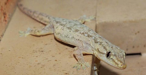 பல்லி வண்ணத்துப் பூச்சியானது