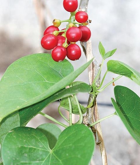 மூலிகையே மருந்து 40: ஆயுளை நீட்டிக்கும் சீந்தில்