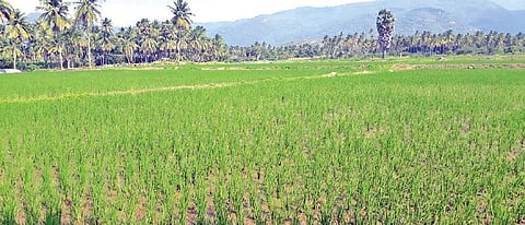 இயற்கை வேளாண்மைக்கு வழிகாட்டும் திட்டம்!