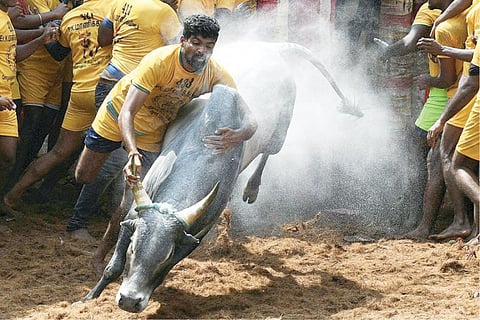 விராலிமலையில் நடந்ததும்... அலங்காநல்லூரில் நடக்காததும்... காலத்துக்கு ஏற்ப ஜல்லிக்கட்டு நவீனப்படுத்தப்படுமா?