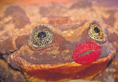 ஒரு ‘பேச்சுலர்’ தவளையின் காதல் கதை