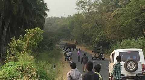 வனத்துறைக்கு போக்கு காட்டி மீண்டும் ஊருக்குள் நுழைந்த சின்னதம்பி