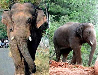 சின்னத்தம்பி யானையை கும்கியாக மாற்ற எதிர்ப்பு தெரிவித்து வழக்கு: அரசு பதிலளிக்க உயர் நீதிமன்றம் உத்தரவு