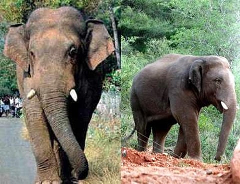 ‘சின்னதம்பி’ நடமாட்டம் குறித்து வரும் 11-ம் தேதி அறிக்கை தாக்கல் செய்ய உயர் நீதிமன்றம் உத்தரவு