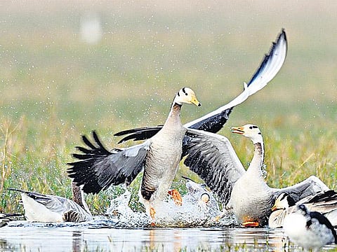 இயற்கையைத் தேடும் கண்கள் 31: எவரெஸ்ட்டைத் தாண்டும் வாத்து