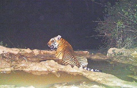 குஜராத்தில் 30 ஆண்டுகளுக்குப் பிறகு தென்பட்ட புலி: வனத்துறை உறுதி செய்தது