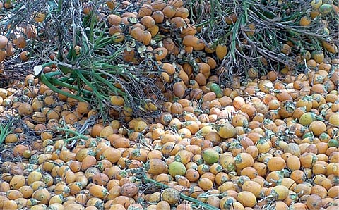 கொட்டைப் பாக்கும்... கொழுந்து வெத்தலையும்...!