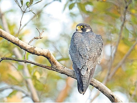 இயற்கையைத் தேடும் கண்கள் 33: ஜெட்டெனப் பறக்கும் வல்லூறு