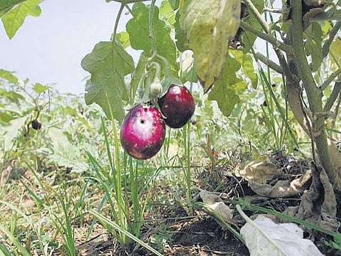 பி.டி. கத்திரிக்காய் அதிக விளைச்சல் தருமா?