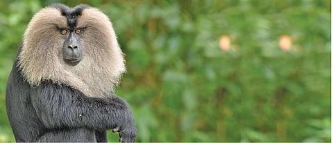 சிங்க வால் குரங்குகள் பாதுகாக்கப்படுமா ?