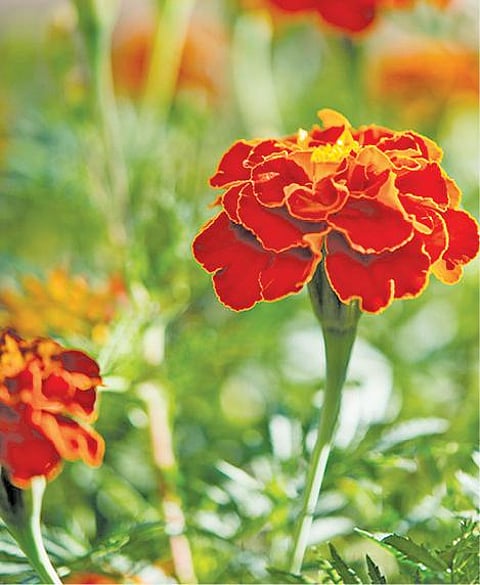 சாமத்துல சாமந்திப் பூ ஆள அசத்துது... சாமந்தியில் பூச்சி, நோய் மேலாண்மை