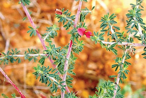 மூலிகையே மருந்து 49: சருமம் காக்கும் சிவனார் வேம்பு